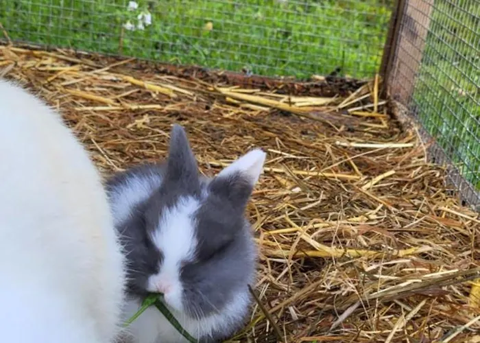 Apartment D&b Staycation Niedenstein